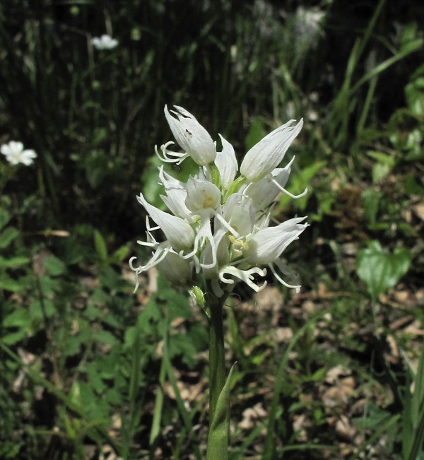 Orchis simia